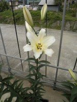 [1730 Ovatie No02.JPG]